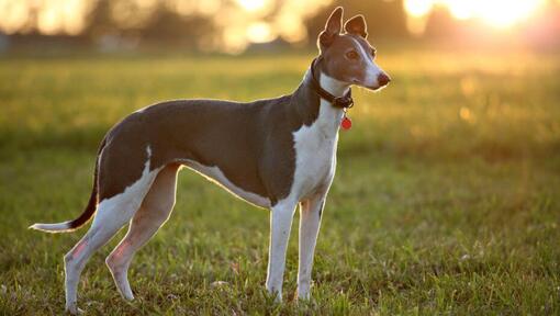 Greyhound è in piedi nel campo in una calda sera d'estate