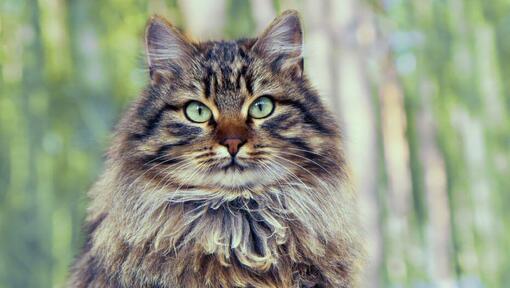 Il gatto della foresta siberiana è in piedi vicino al legno