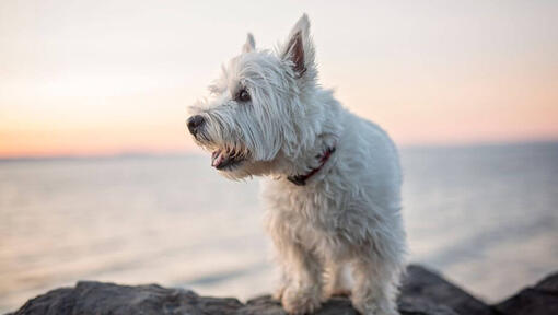 West Highland White Terrier seduto vicino all'acqua