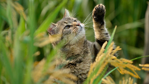 Gatto soriano che scalpita sull'erba lunga