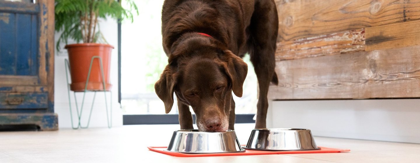 Labrador al cioccolato che mangia dalla ciotola