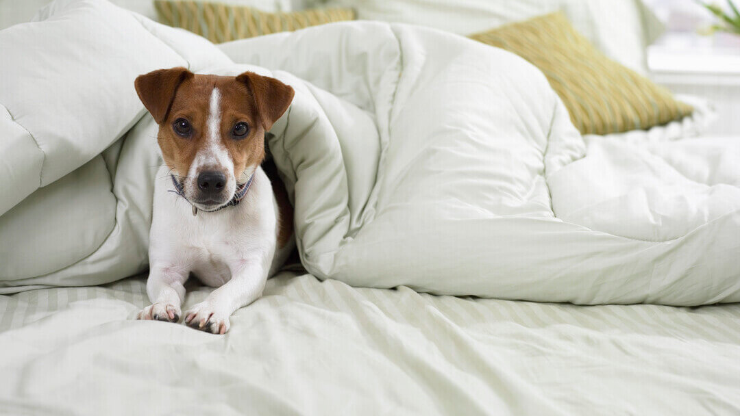 Jack Russell Terrier a letto sotto le lenzuola