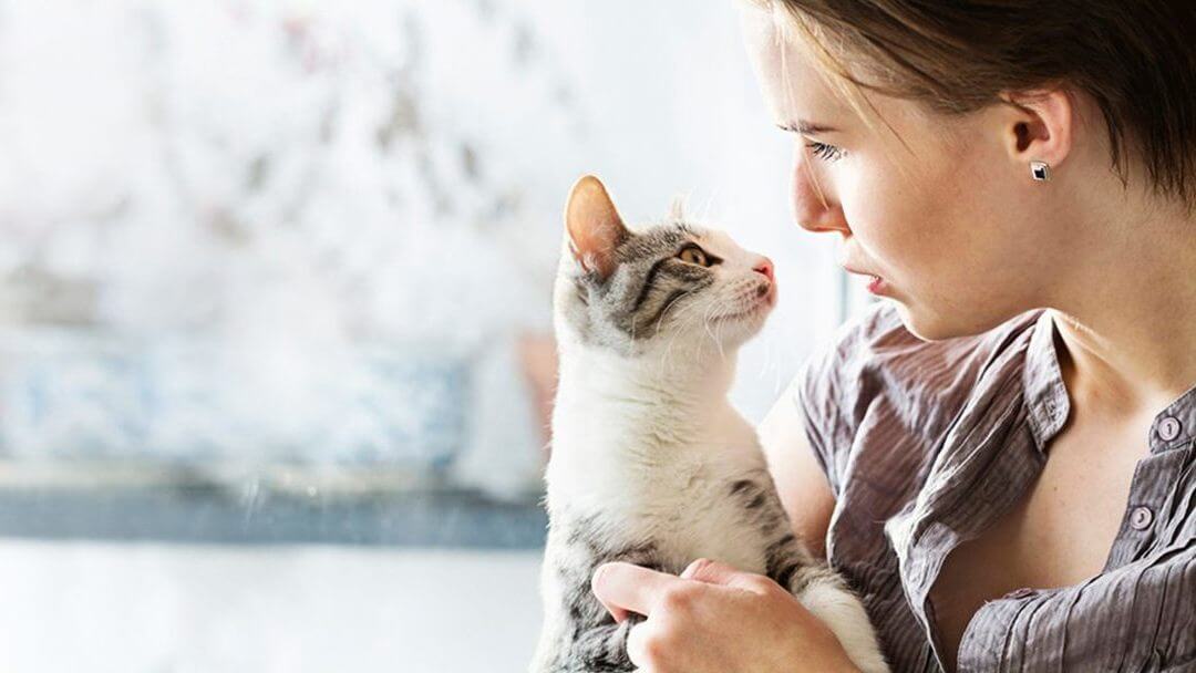 Il gattino frollato leggero che è tenuto dalla donna.