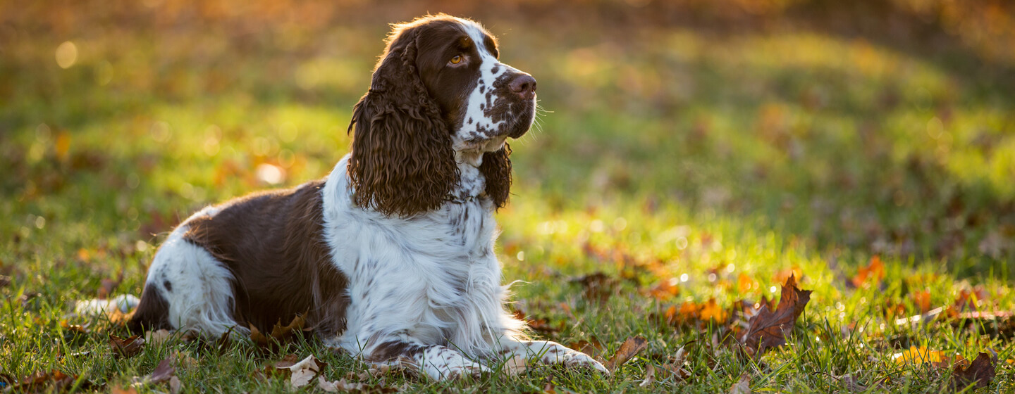 English Springer Spaniel sitting on grass in autumn