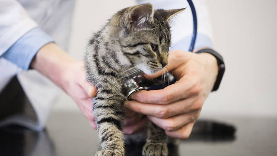 Gatto con battito cardiaco ascoltato per il veterinario
