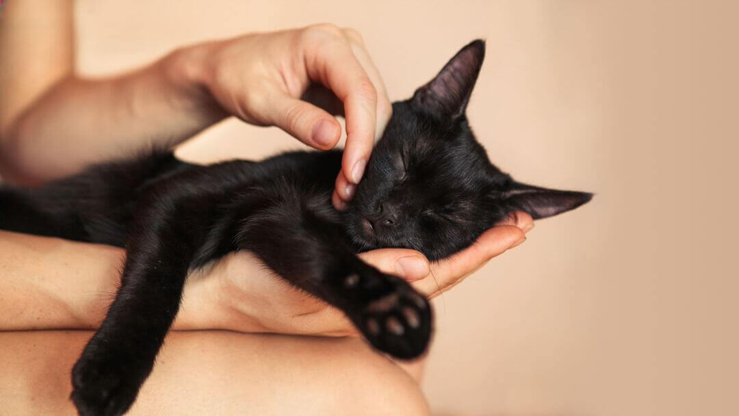 Gattino nero nelle mani dei proprietari addormentato.