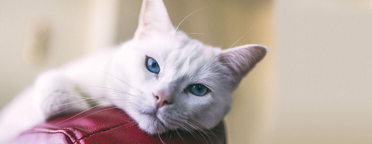 Gatto bianco con gli occhi azzurri sulla sedia in pelle rossa.