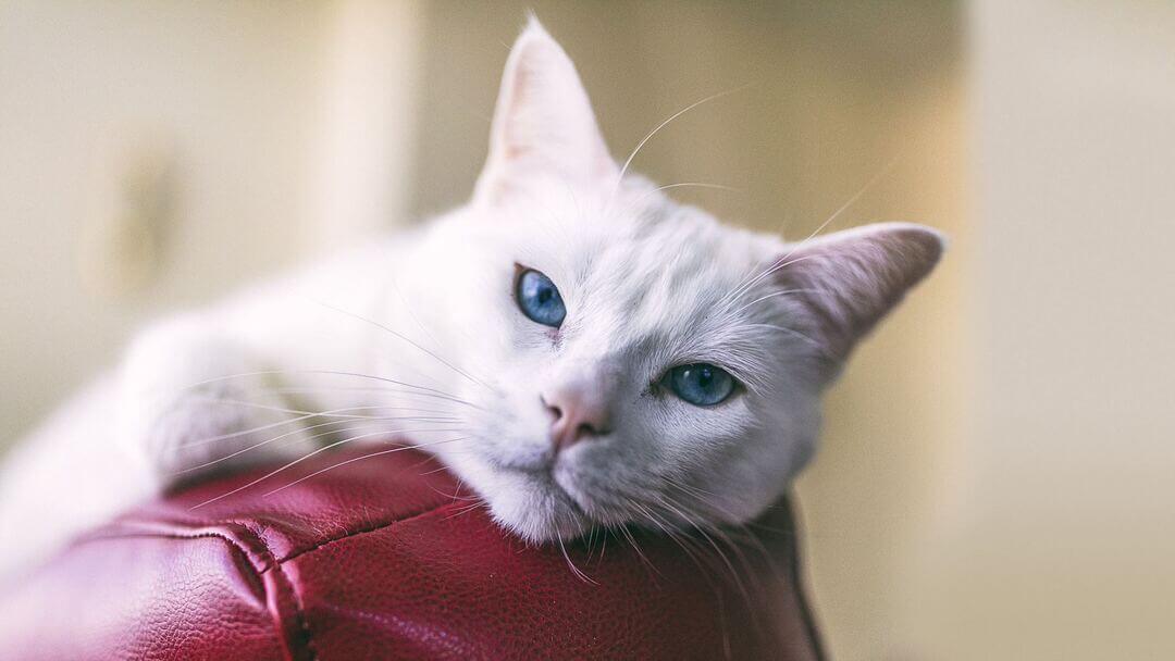 Gatto bianco con gli occhi azzurri sulla sedia in pelle rossa.