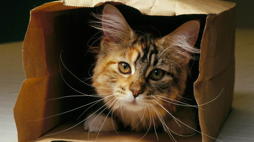 Gattino che gioca in un sacchetto di carta marrone