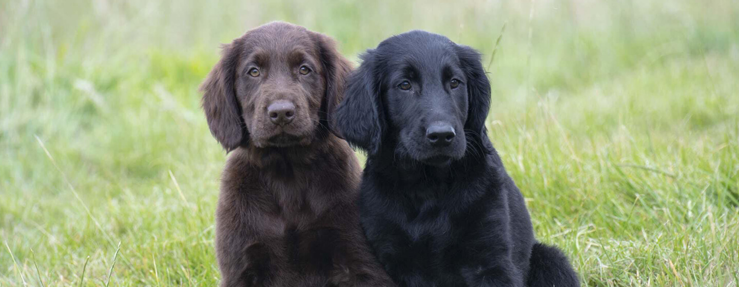 Cane marrone e nero che si siede nel campo di erba