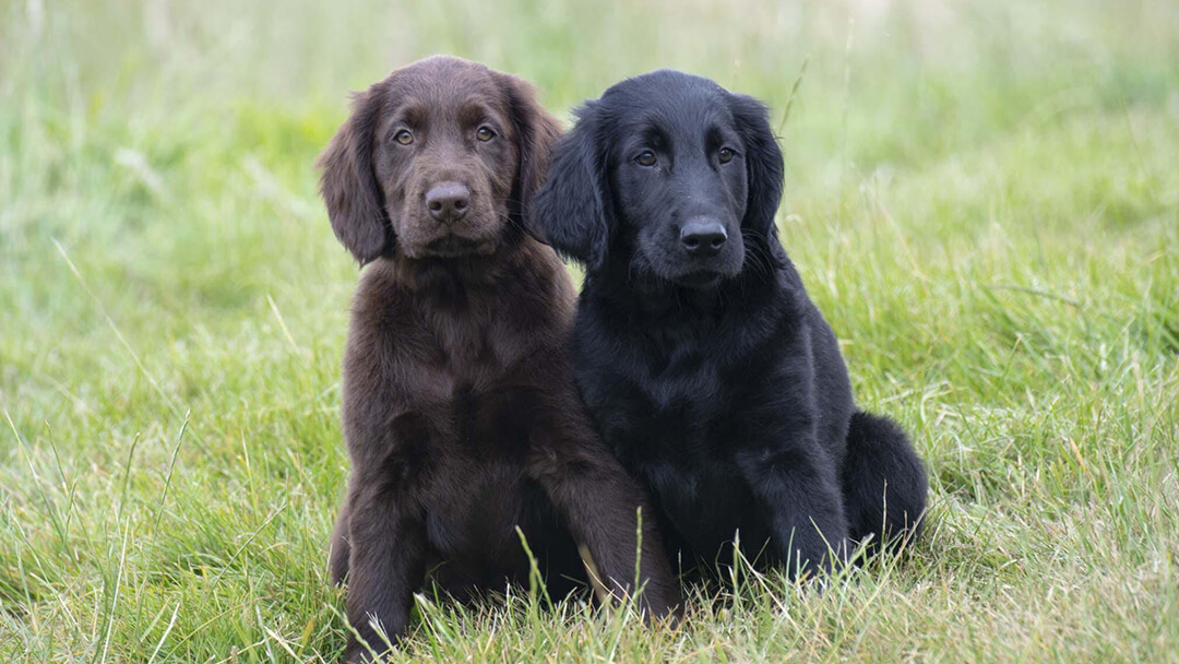 Cane marrone e nero che si siede nel campo di erba