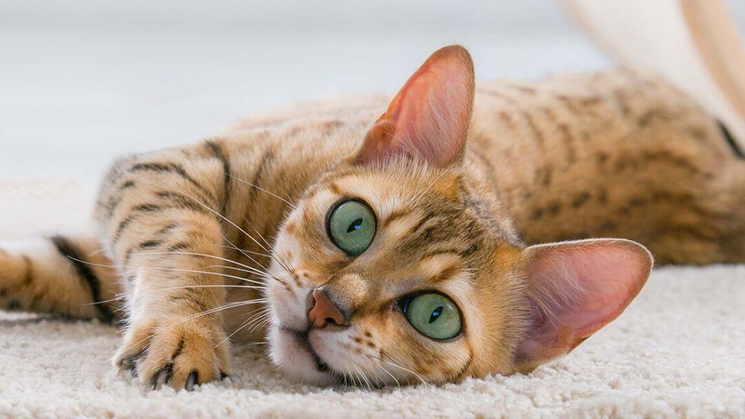 Gatto del Bengala con gli occhi verdi