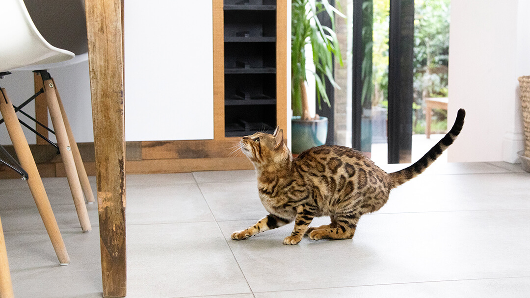 Gatto si prepara a saltare in cucina