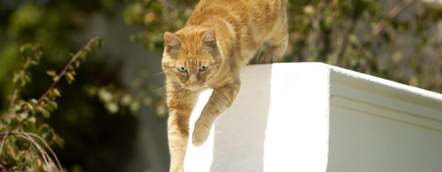 Ginger Cat saltando dal cancello fuori
