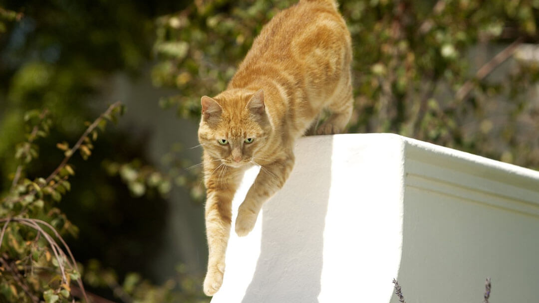 Ginger Cat saltando dal cancello fuori