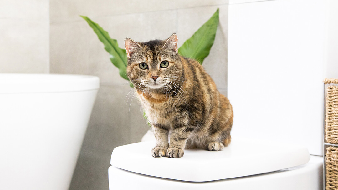 Gatto seduto in bagno