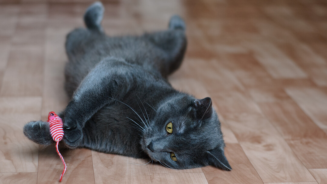 Gatto nero che si rilassa sul pavimento