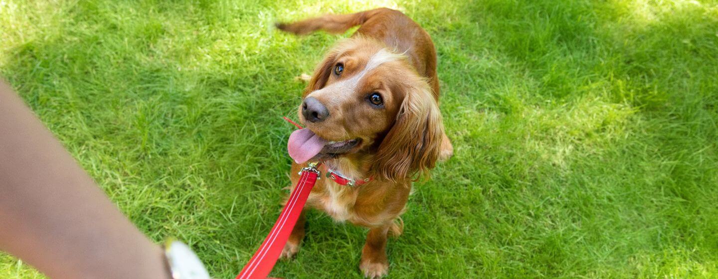 Cane marrone chiaro sul piombo rosso sull'erba alzando il proprietario.