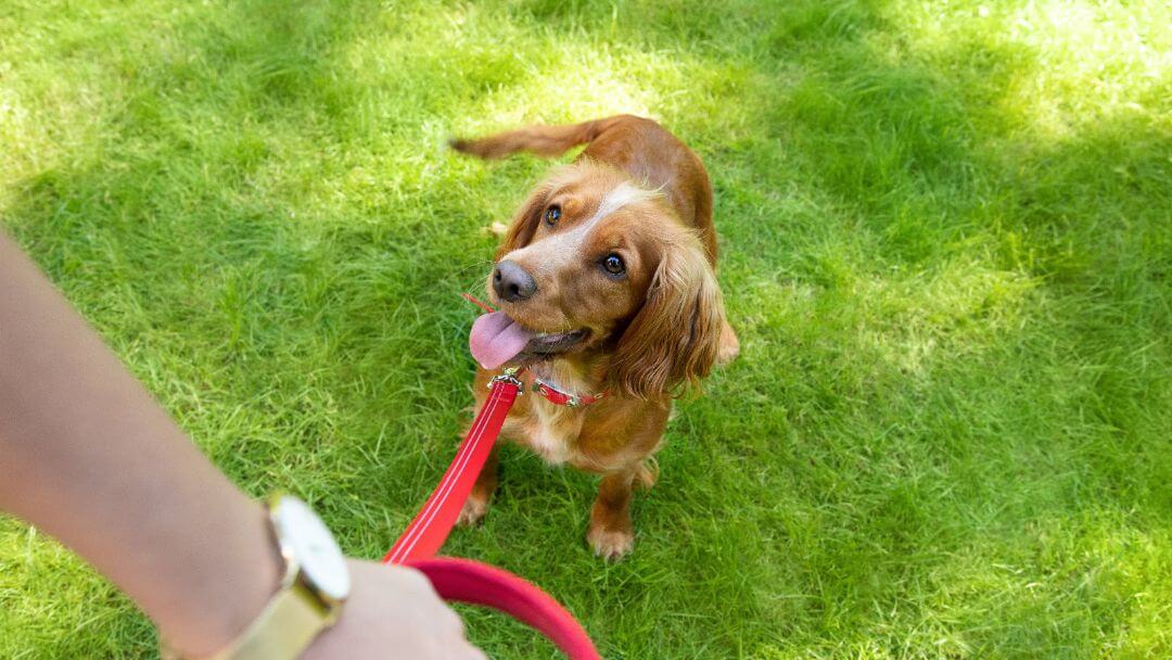 Cane marrone chiaro sul piombo rosso sull'erba alzando il proprietario.