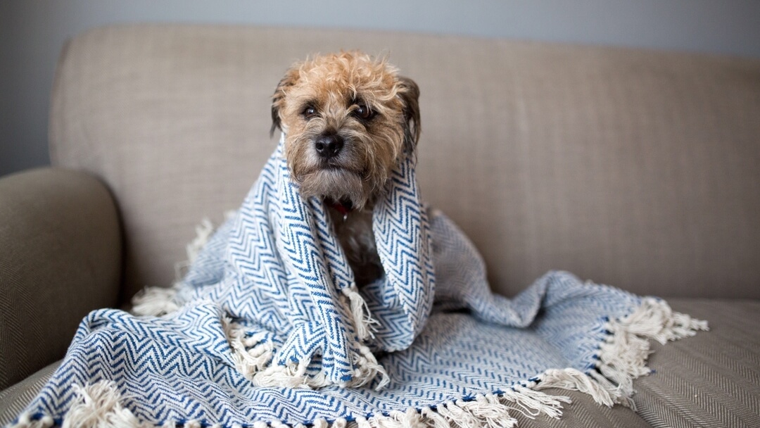 Small dog wrapped in a blue and white blanket