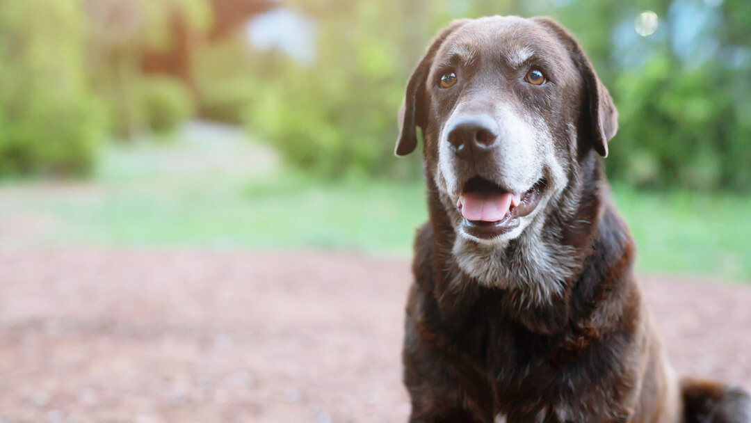 Chiuda in su del cane più anziano