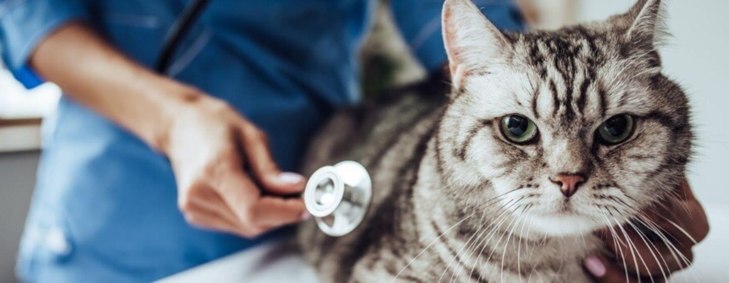 Gatto ai veterinari con uno stetoscopio