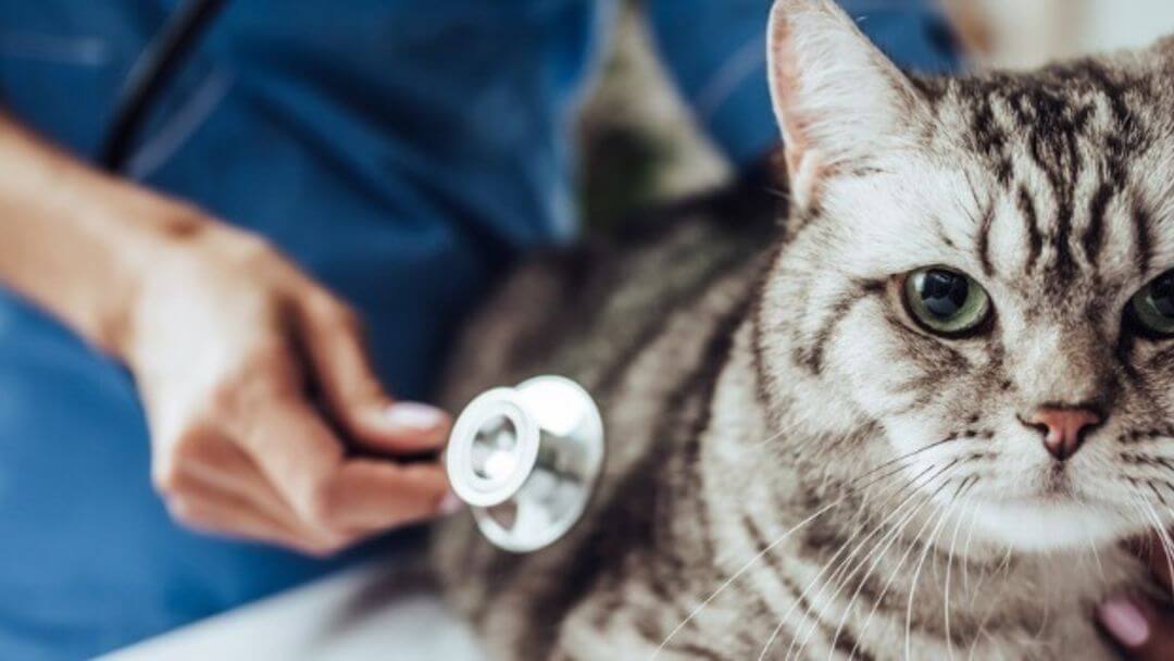 Gatto ai veterinari con uno stetoscopio