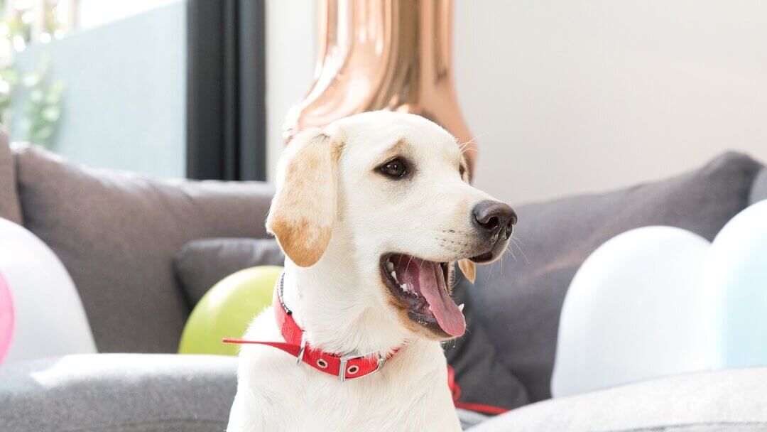 Golden Labrador retriever with red collar and mouth open