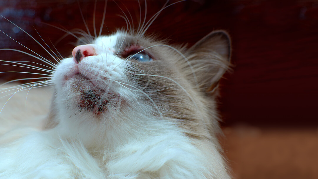 Primo piano di gatto con acne di gatto sul mento