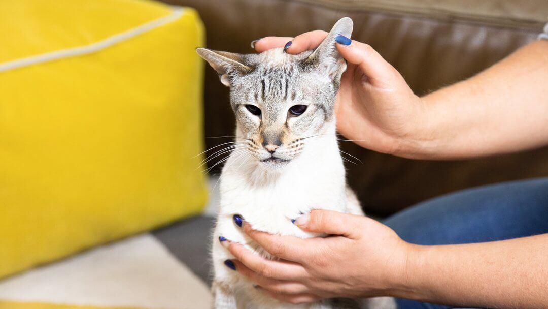 Proprietario che ispeziona l'orecchio del suo gatto
