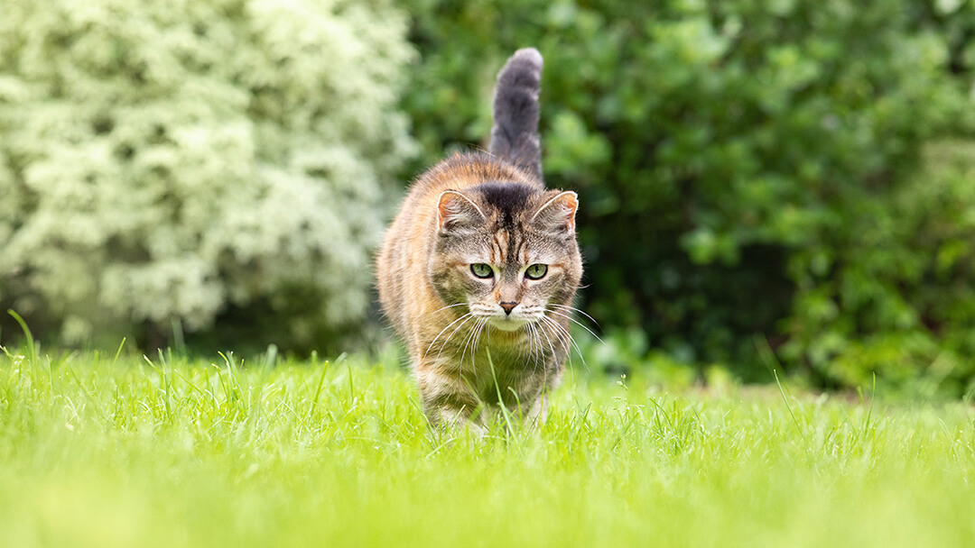 Gatto che cammina attraverso l'erba