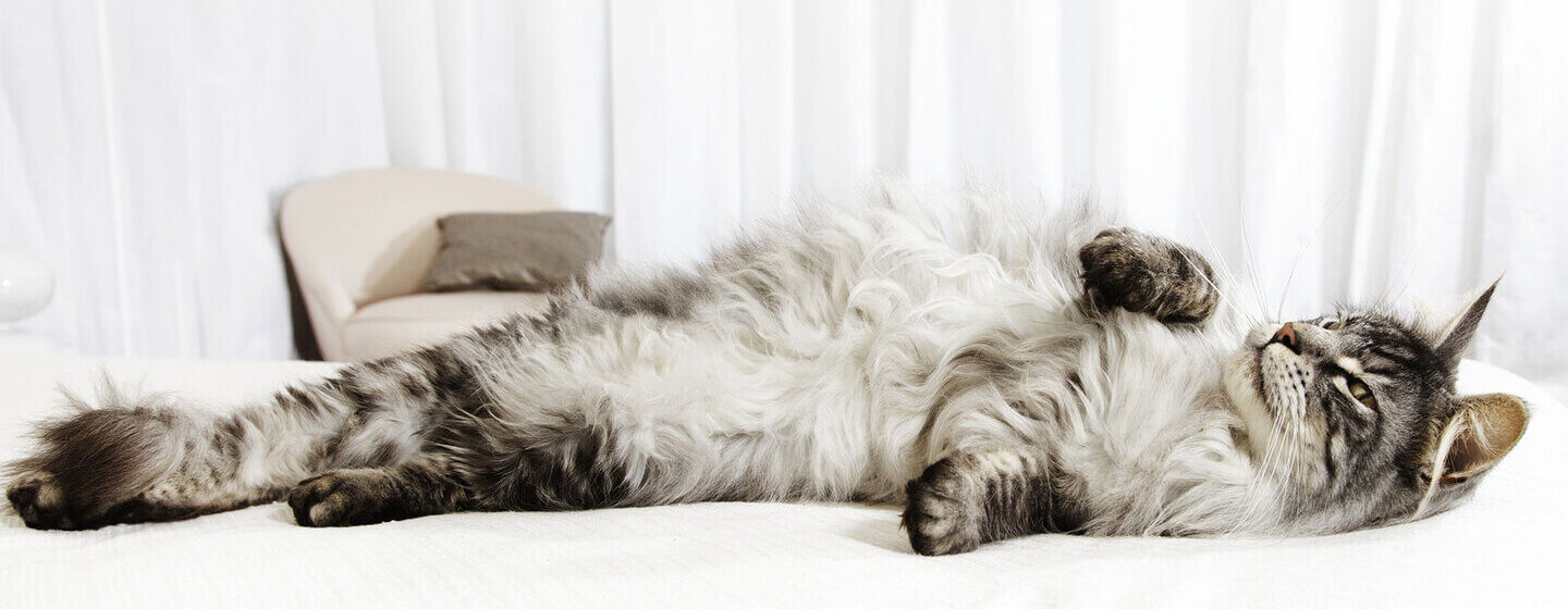 Gatto grigio che si rotola su un letto.