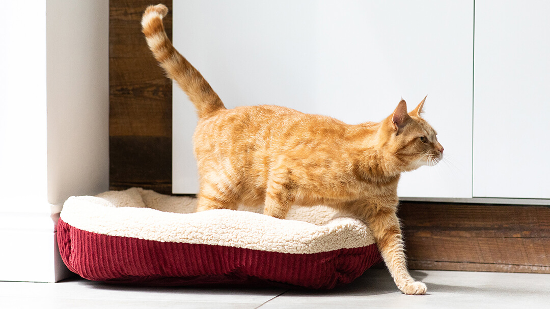 Ginger Cat Sbspendo il letto di gatto