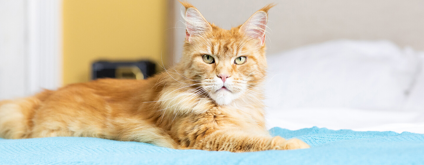 Gatto seduto sul letto