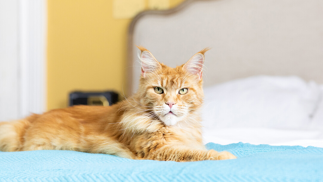 Gatto seduto sul letto