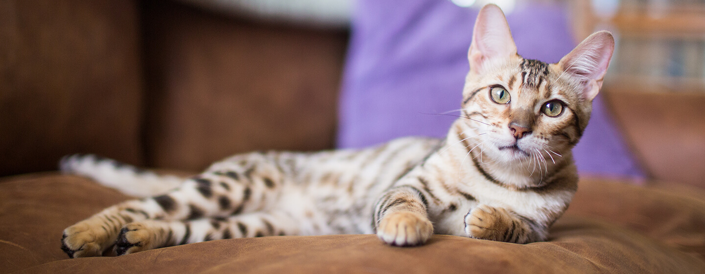 Gatto posa sulla sedia con cuscino viola