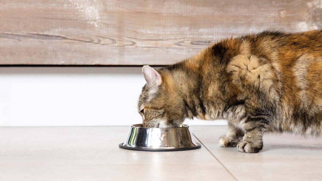 Acqua potabile del gatto tavoloso scuro dalla ciotola d'acciaio sul pavimento.