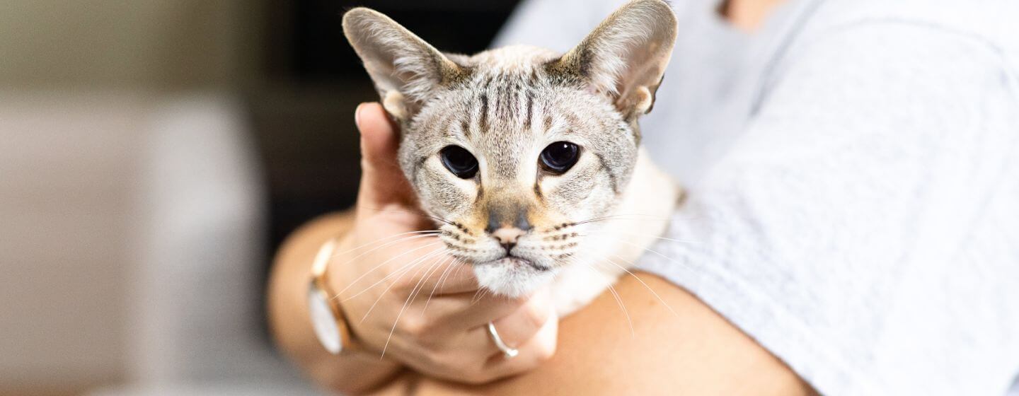 GATTO FURDING LIGHT con gli occhi scuri che si tengono nei proprietari di braccia.