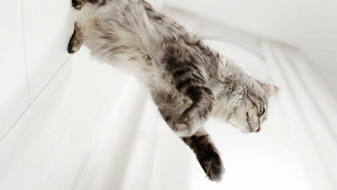 Gatto grigio che salta giù da un armadietto.