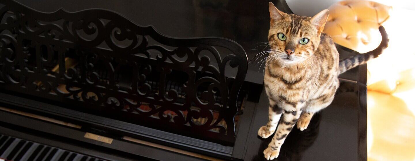 Gatto del Bengala seduto su un pianoforte mentre viene giocato.