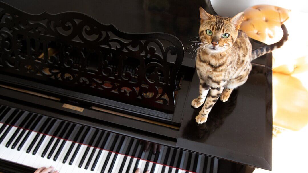 Gatto del Bengala seduto su un pianoforte mentre viene giocato.