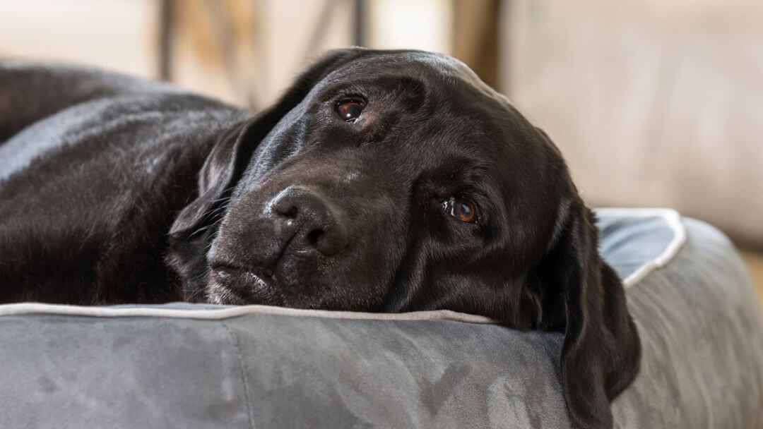 Labrador nero che si trova su un letto del cane.