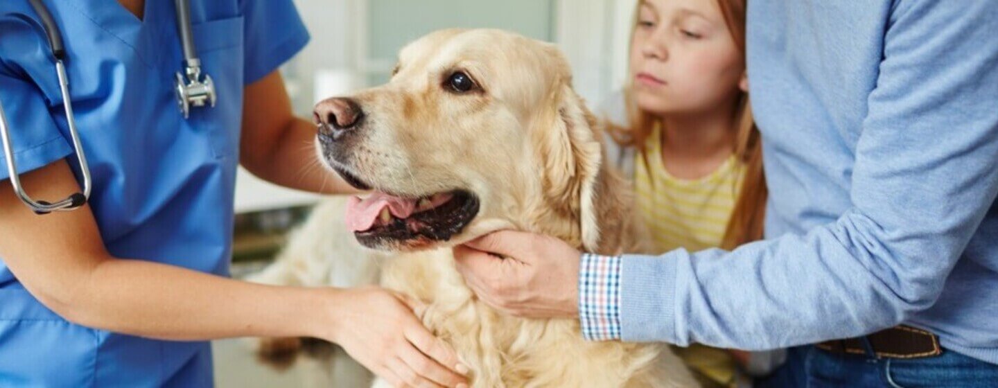 Golden Retriever è tenuto da proprietari e veterinali