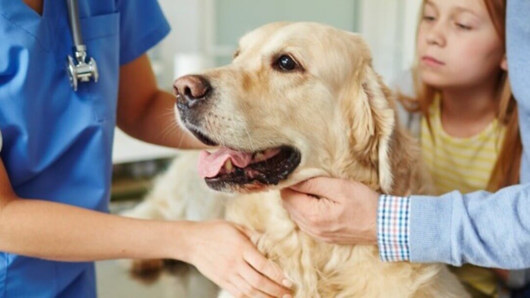 Golden Retriever è tenuto da proprietari e veterinali