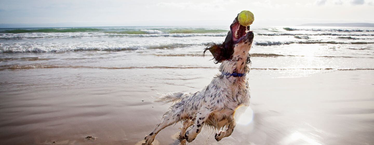 Spaniel che cattura una pallina da tennis sulla spiaggia