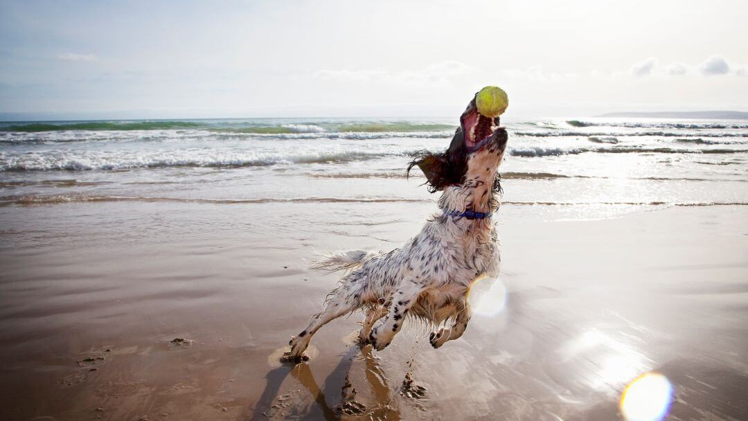 Spaniel che cattura una pallina da tennis sulla spiaggia