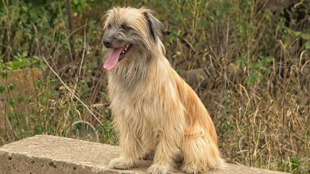 Cane seduto sul ciglio della strada