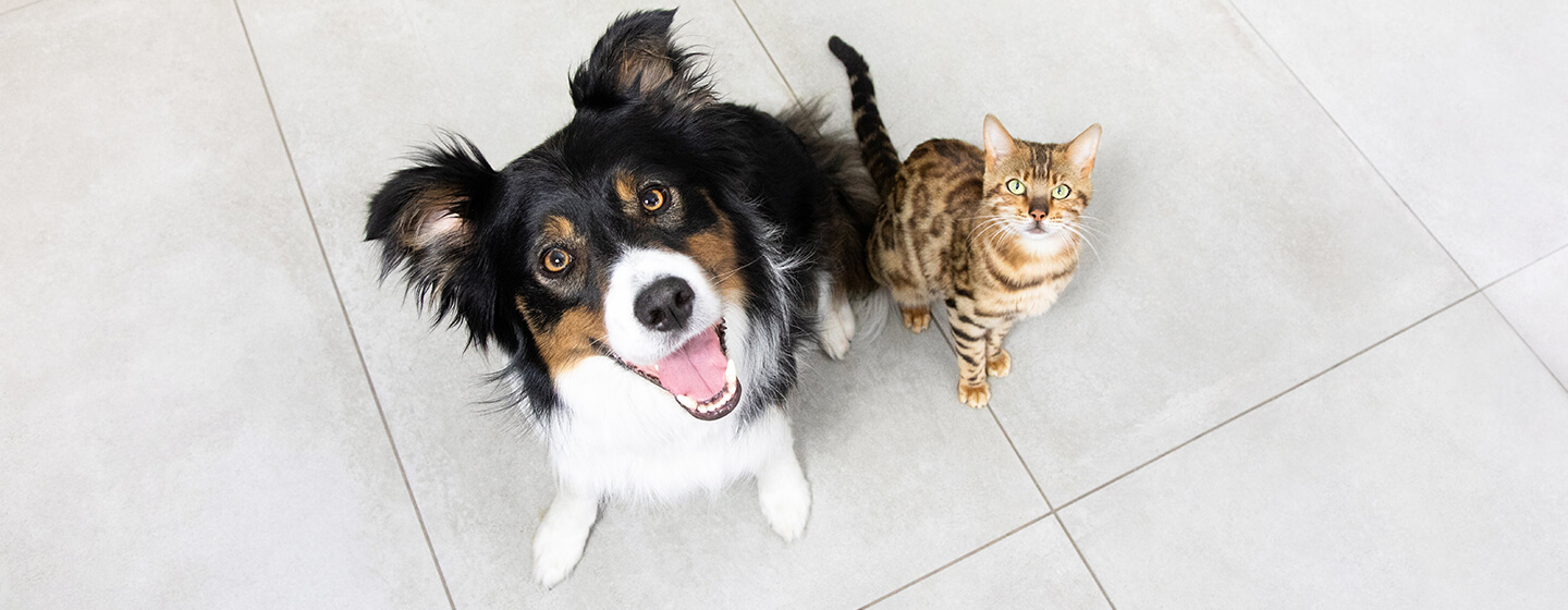 Cane e gatto seduto sul pavimento guardando in alto