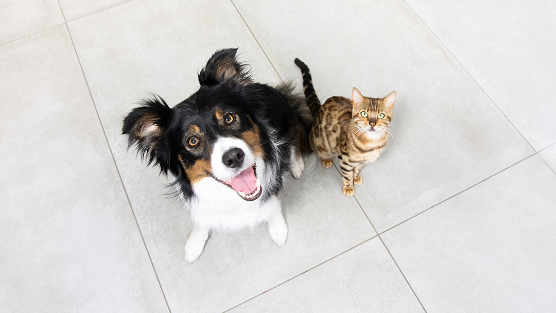 Cane e gatto seduto sul pavimento guardando in alto