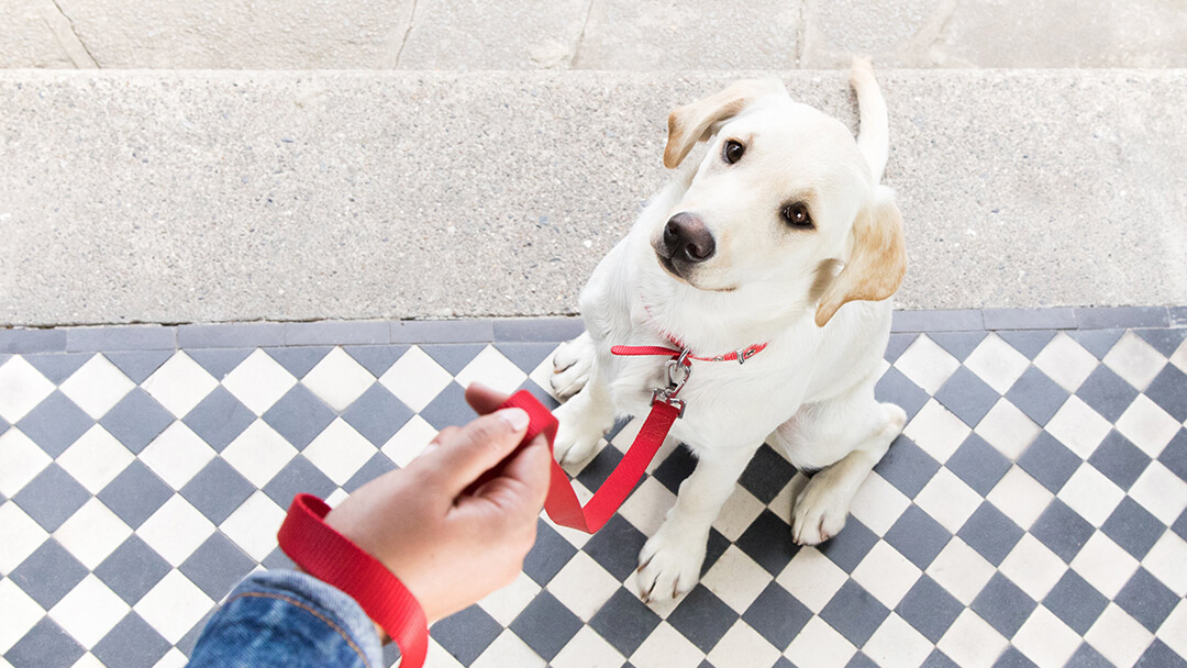 Cane seduto sulla porta con piombo rosso